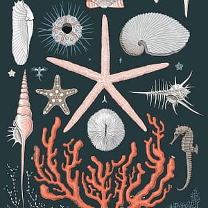 Beach Treasures - a CS&Co wallpaper by the artist Joh Del of hand drawn beach treasures, coral, pebbles