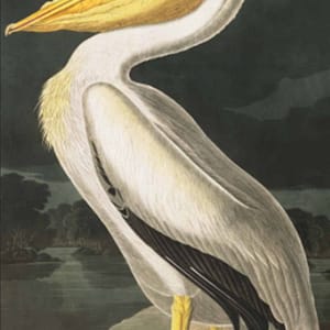 Vintage Pelican