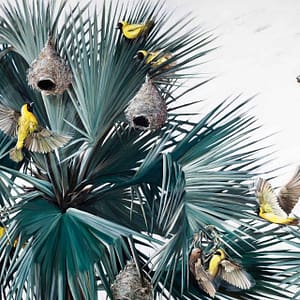 Sky Sings 02 - a wallpaper by CS&Co Artist Nicole Sanderson with yellow weavers on palm leaves